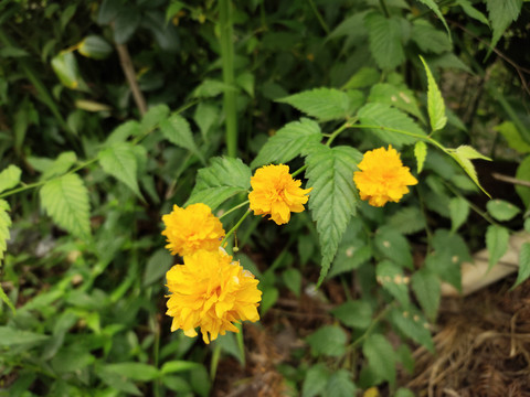 棣堂花花儿朵朵开