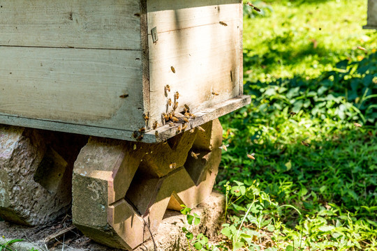 野外养蜂蜜蜂箱