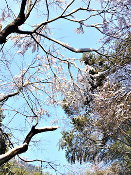 树枝上的白雪