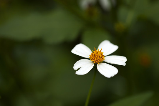 野花