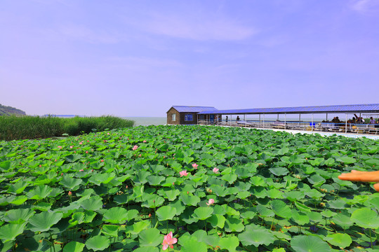 荷花池全景