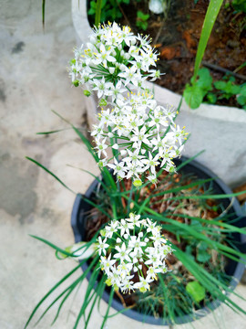 韭菜花