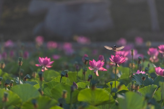 飞鸟与荷花