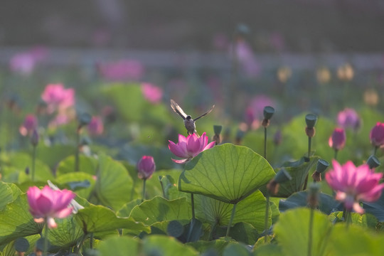 飞鸟与荷花