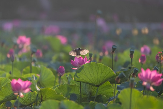 飞鸟与荷花