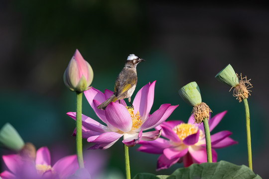 荷花与鸟