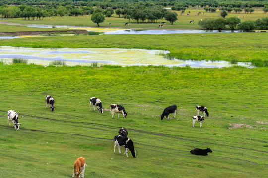 河流草原牛群