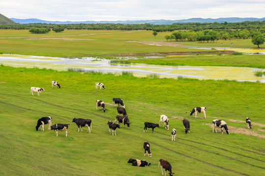 草原湿地牛群放牧