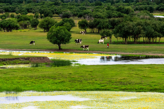 湿地河流放牧牛群