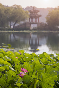 北京颐和园夏日荷花盛开