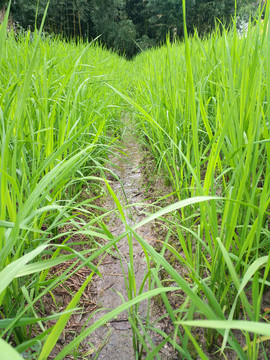 水稻田绿禾苗