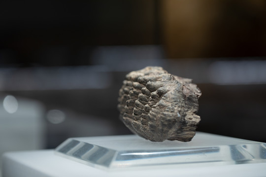 新生代第四纪猛犸象化石