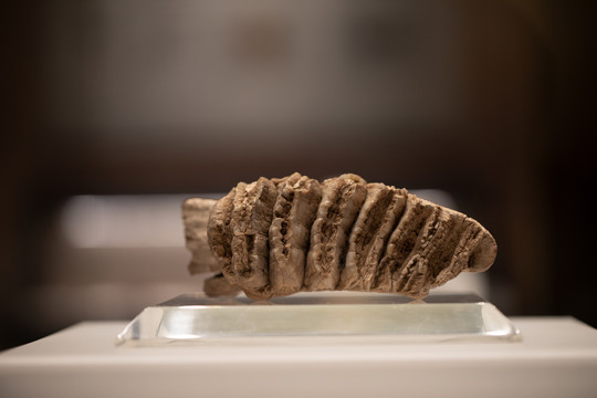 新生代第四纪象牙臼齿化石