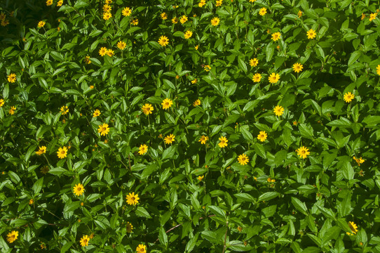 黄花绿叶蟛蜞菊
