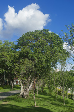 蓝天白云绿树影像