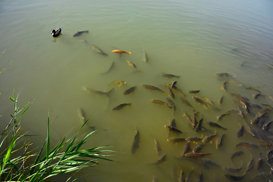 黄河鲤鱼