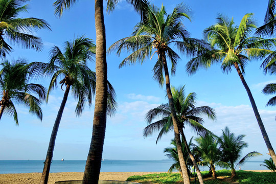 蓝天椰树海滩