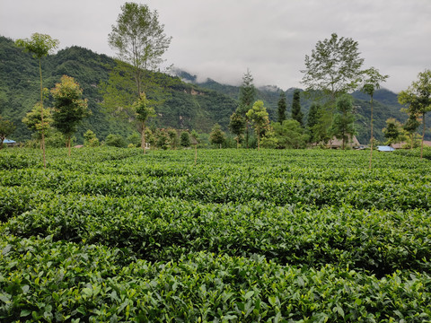 高山茶园