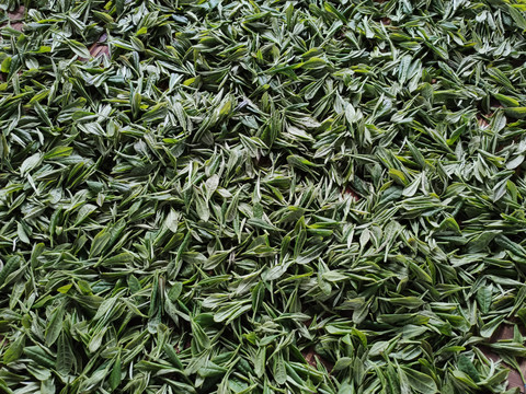 晾绿茶叶