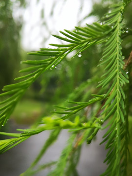 芜湖中江公园的早晨