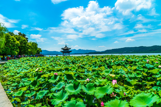 西湖风景