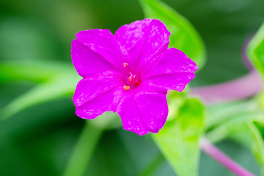 紫茉莉