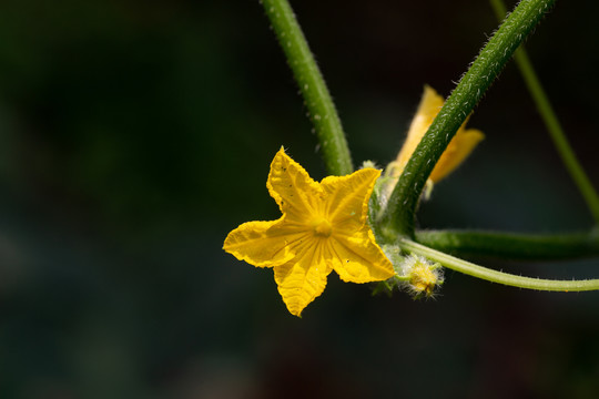 黄瓜花