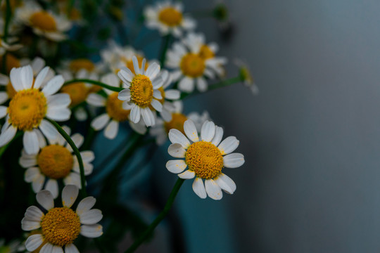 白色花瓣的黄色小菊花