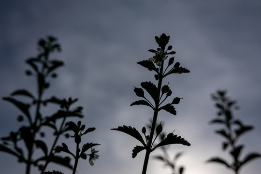 太阳下野草的背光剪影