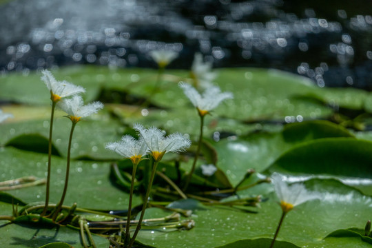 池塘上的白色小花