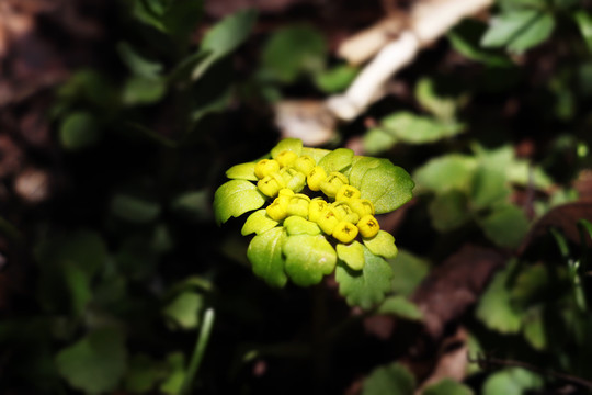 带字的野花