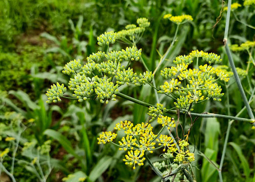 茴香花苞
