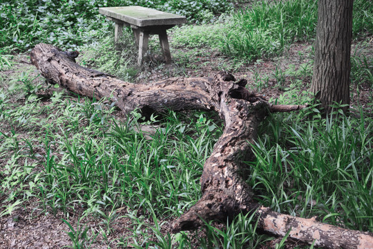 野草枯树