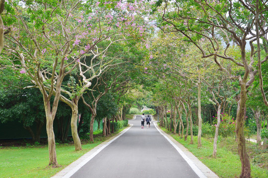 紫薇花小路