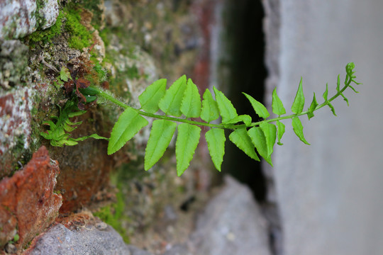 砖缝里的花草