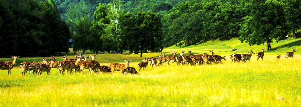 草原上的梅花鹿