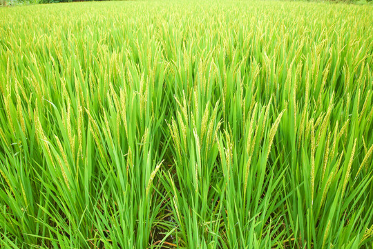 稻谷种植基地