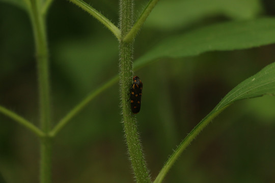 沫蝉