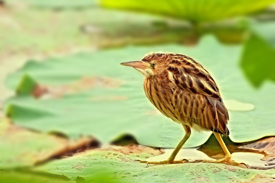 黄苇鳽舒展