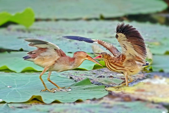 黄苇鳽斗嘴