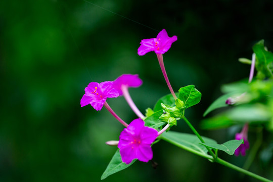 紫茉莉