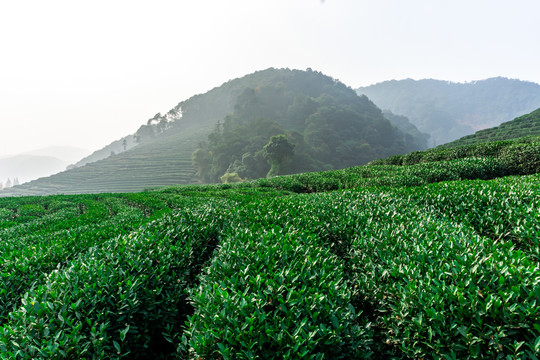 生态茶园