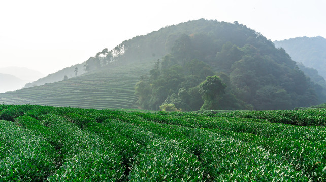 云雾茶山