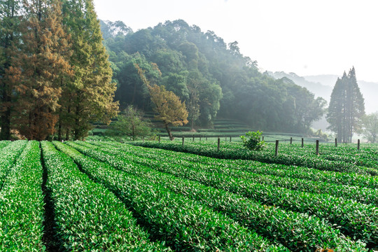 茶叶种植