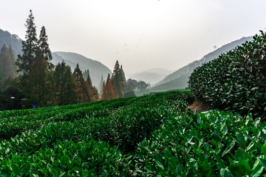 绿茶基地