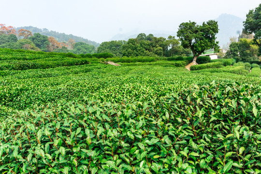 茶山茶园