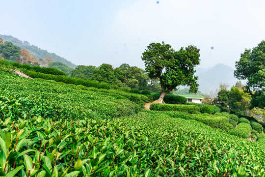 茶园基地