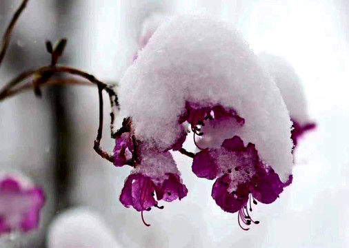 花枝积雪