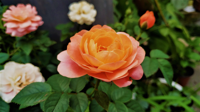 月季花