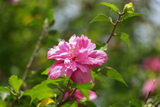 木槿花沙漠玫瑰